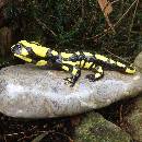 feuersalamander-keramik.jpg