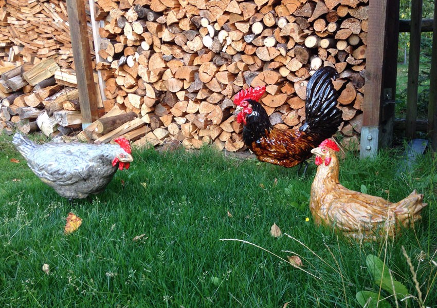 Hühner für den Garten